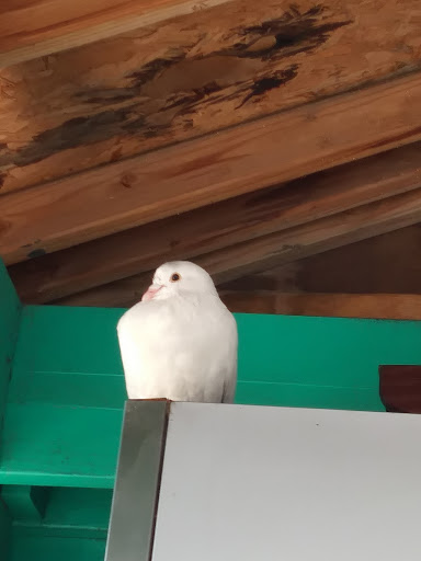 Used Car Dealer «Cars 911», reviews and photos, 2244 N San Fernando Rd, Los Angeles, CA 90065, USA