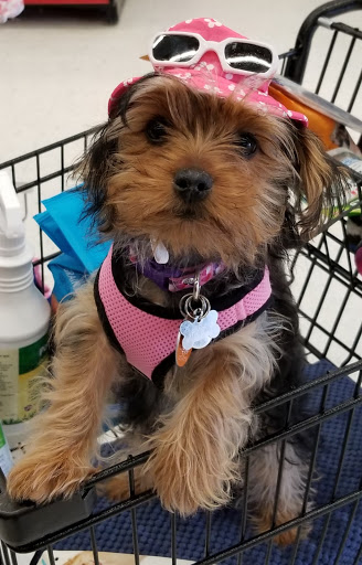 Pet Supply Store «Petco Animal Supplies», reviews and photos, 2575 Fairview Ave N, Roseville, MN 55113, USA