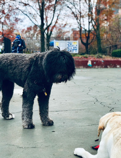 Park «Carleton Court Dog Park», reviews and photos, Southwest Corridor Path, Boston, MA 02116, USA