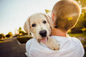 DIE HUNDETRAINER