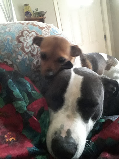 Pet Supply Store «Pet Supplies Plus», reviews and photos, 26230 Hoover Rd, Warren, MI 48089, USA