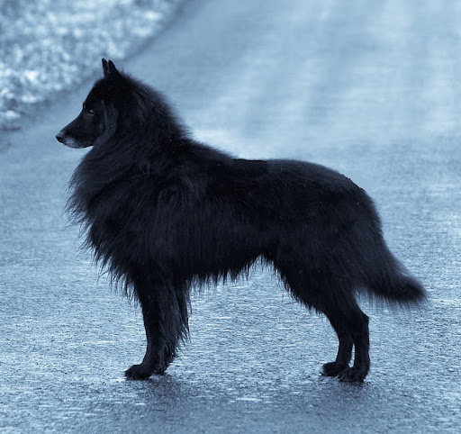 Tarahill Cairn Terriers
