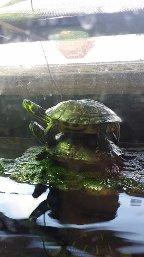 Tropical Fish Store «Two Turtles Pet Center», reviews and photos, 760 W Market St, Akron, OH 44303, USA