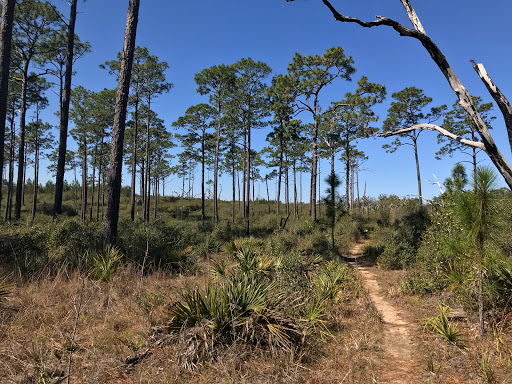 National Forest «Ocala National Forest», reviews and photos, FL-40, Silver Springs, FL 34488, USA