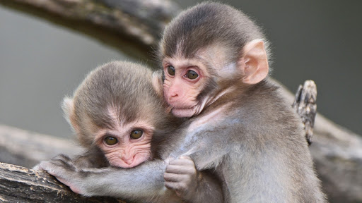 Zoo «Minnesota Zoo», reviews and photos, 13000 Zoo Blvd, Apple Valley, MN 55124, USA