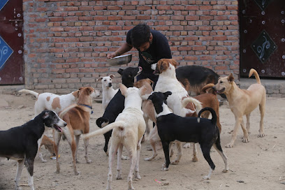 People For Animals Agra Shelter - Gata No. 81, Moja, Jaganpur Rd, behind  Pushpanjali Seasons, Agra, Uttar Pradesh, IN - Zaubee