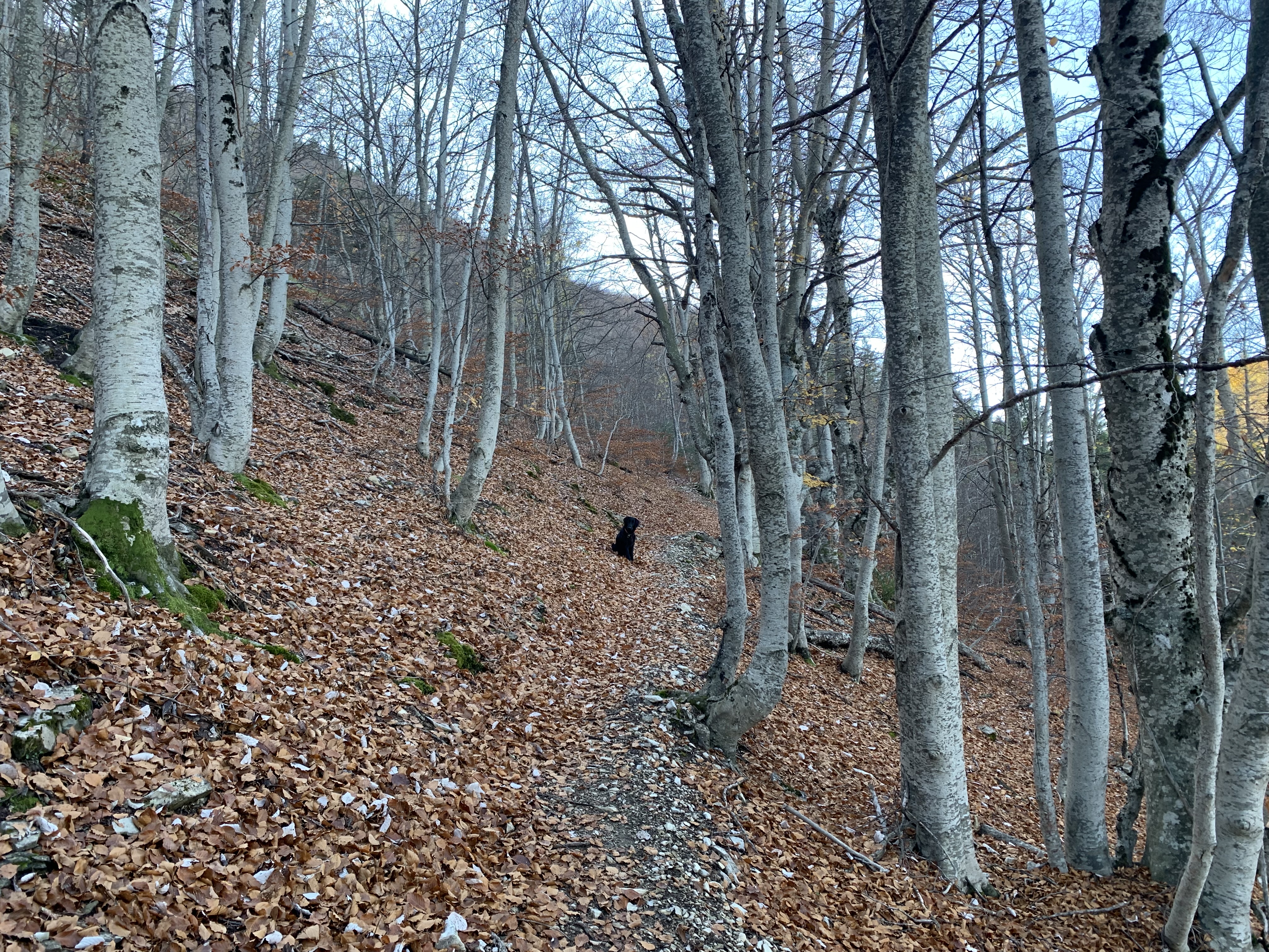 Photo n° 1 de l'avis de cosquer.e fait le 15/11/2022 à 12:23