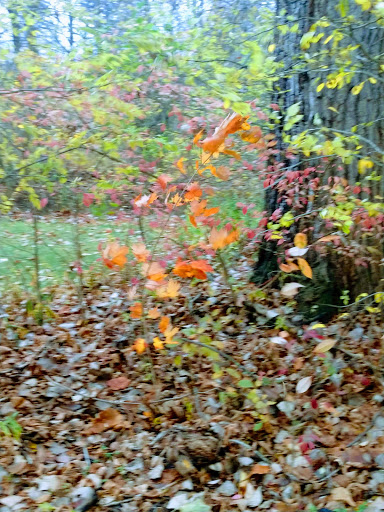 Mill «Sharon Mills County Park», reviews and photos, 5701 Sharon Hollow Rd, Manchester, MI 48158, USA