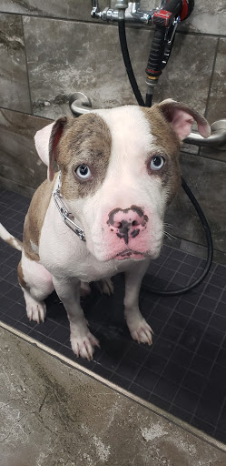 Pet Supply Store «Pet Supermarket», reviews and photos, 1809 S University Dr, Davie, FL 33324, USA