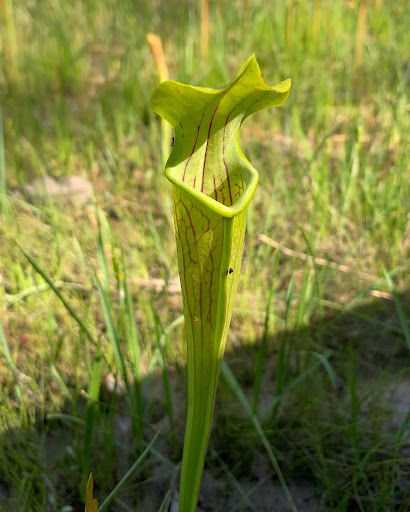 Big Thicket National Preserve, Pitcher Plant Trail