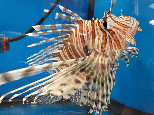 Pet Store «Parrots Of The World Aquarium and Pet Center», reviews and photos, 316 Sunrise Hwy #1, Rockville Centre, NY 11570, USA