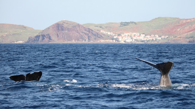 Blue Safari Madeira | Whale and dolphins watching