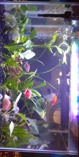 Pet Store «34 Pet Shop», reviews and photos, 3434 W Slauson Ave, Los Angeles, CA 90043, USA