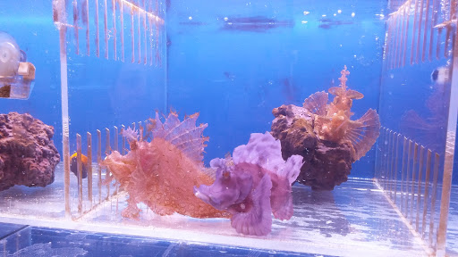 Aquarium «The Aquarium King», reviews and photos, 255 NE 6th Ave, Delray Beach, FL 33483, USA