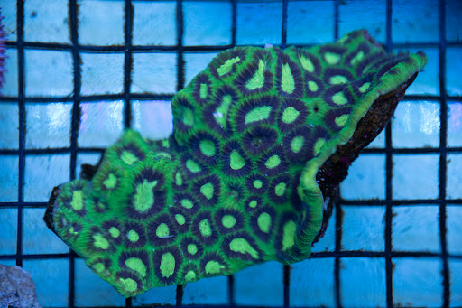 Tropical Fish Store «Greenwich Aquaria», reviews and photos, 1064 E Putnam Ave, Riverside, CT 06878, USA