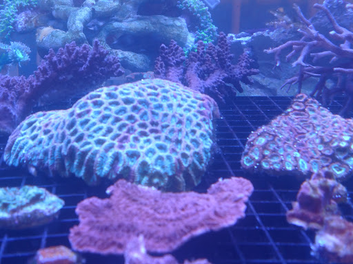 Pet Store «Pet Central», reviews and photos, 1200 Smallhouse Rd, Bowling Green, KY 42104, USA