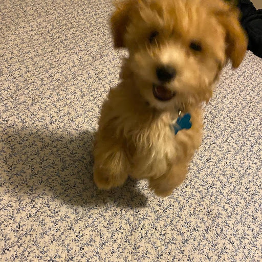 Pet Store «Fairwood Pet Center», reviews and photos, 14201 SE Petrovitsky Rd, Renton, WA 98058, USA