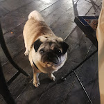 Photo n°1 de l'avis de Becky.o fait le 29/09/2022 à 17:57 sur le  El Bacaro Quatu à Poltu Quatu