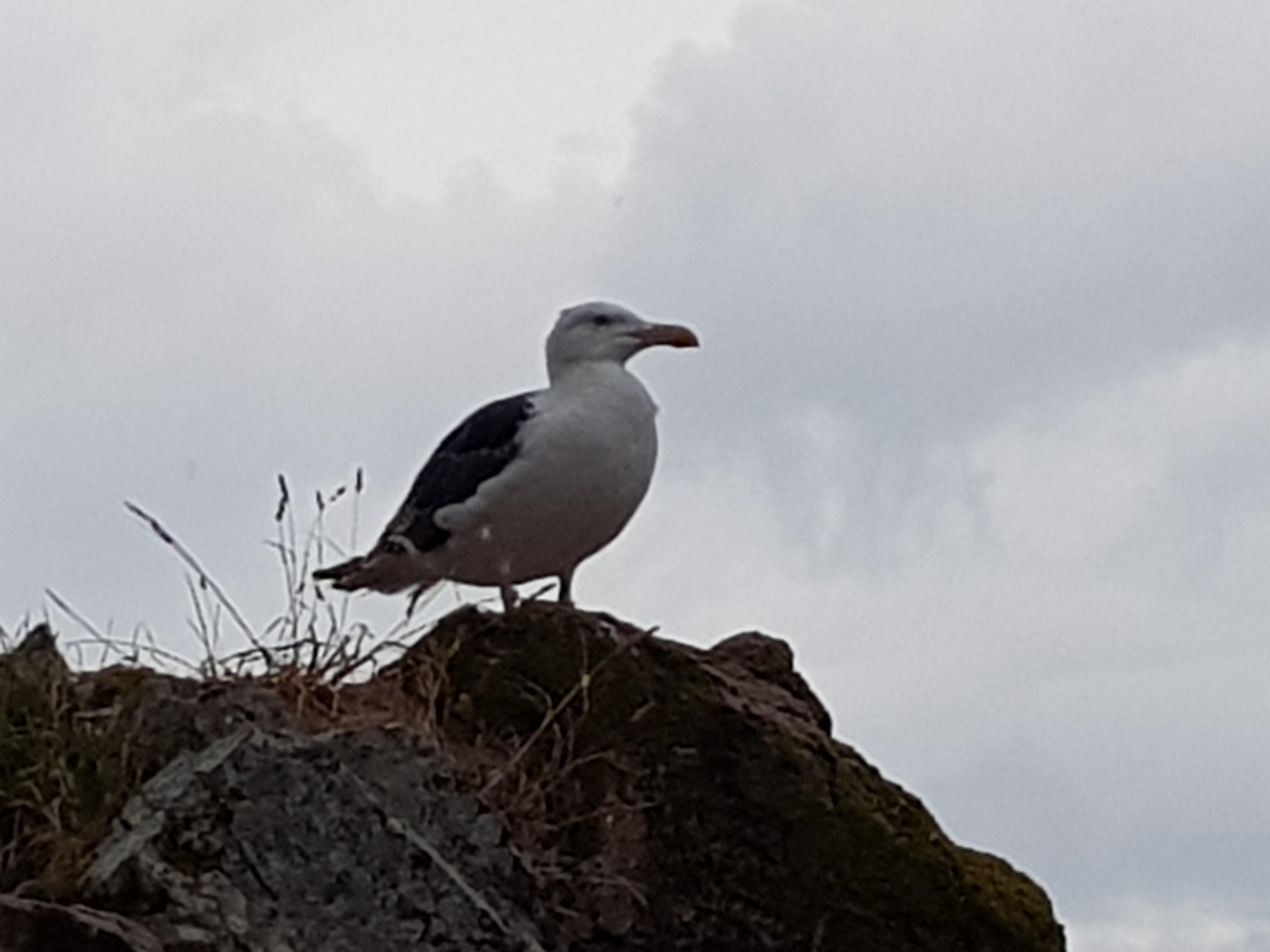 Photo n° 1 de l'avis de romain.a fait le 14/08/2018 à 21:18
