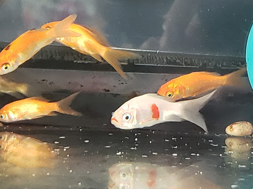 Pet Supply Store «Pet Supplies Plus», reviews and photos, 4024 Bethlehem Pike, Telford, PA 18969, USA