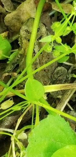 Park «Hocker Park», reviews and photos, Blue Mountain Pkwy, Harrisburg, PA 17112, USA