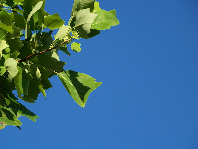 Commentaires et avis sur BrillatSavarin Paysages