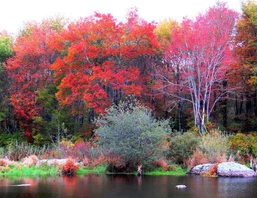 Nature Preserve «Norman Bird Sanctuary», reviews and photos, 583 3rd Beach Rd, Middletown, RI 02842, USA