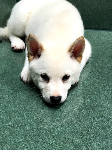 Pet Store «Petland», reviews and photos, 7030 Bandera Rd, San Antonio, TX 78238, USA