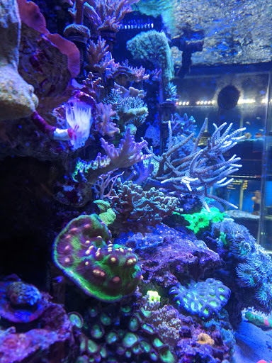 Pet Store «Fin-N-Feather», reviews and photos, 2931 F St, Eureka, CA 95501, USA