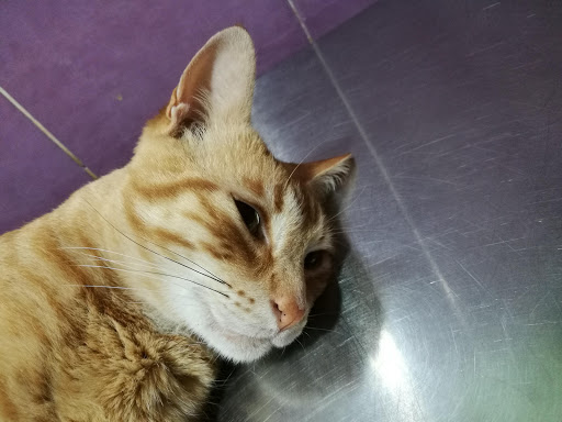 Clínica Veterinaria Campo Real en Campo Real