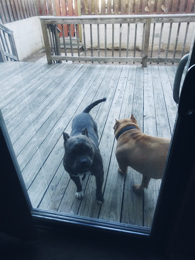 Pet Supply Store «Bully Zone Pet Supplies & Pet Grooming», reviews and photos, 1409 McCarter Hwy, Newark, NJ 07104, USA