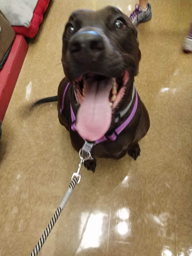 Pet Supply Store «Perk Valley Pet Eatery», reviews and photos, 130 W Main St #102-104, Trappe, PA 19426, USA