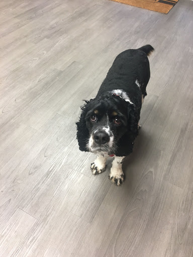 Optometrist «Kirkwood Eye Associates», reviews and photos, 200 S Kirkwood Rd #100, Kirkwood, MO 63122, USA