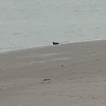 Photo n° 4 de l'avis de EARL.O fait le 09/01/2019 à 17:36 pour Escap'Ânes en Baie de Somme : Sorties Nature/Activités/Rando/Chambre d’hôtes/Scolaires/Évènementiels à Boismont