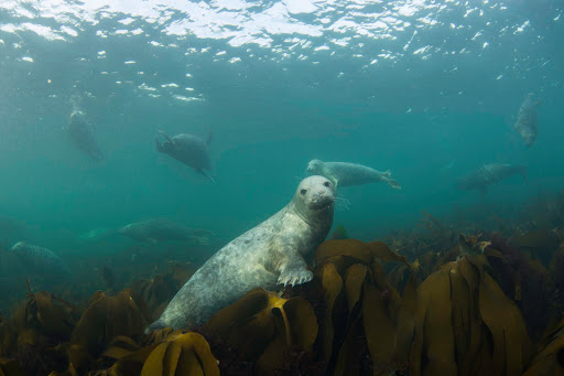 Clifton Sub-Aqua Club (Bristol Based BSAC SCUBA Diving Club)