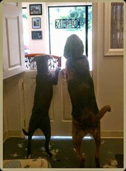 Pet Groomer «Shear Elegance Pet Boutique», reviews and photos, 918 John Marshall Hwy, Front Royal, VA 22630, USA