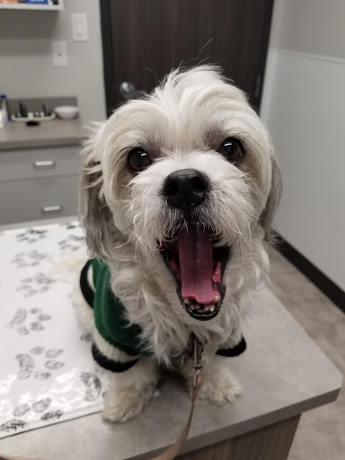 Lakewood Animal Hospital image