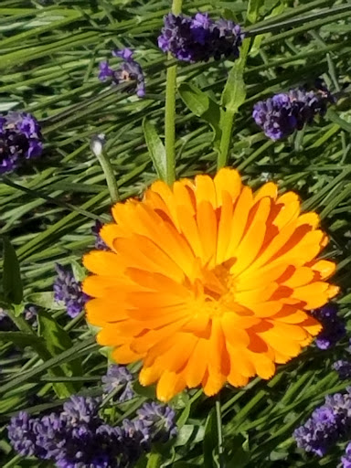 Farm «Oregon Lavender Farm», reviews and photos, 20949 S Harris Rd, Oregon City, OR 97045, USA