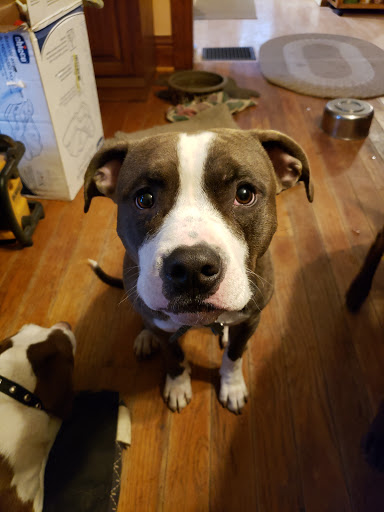 Blissfield Veterinary Services image