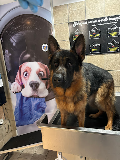 Pensioni per cani e dog hotel a Bollicino pets self service Lavaggio automatico cani animali