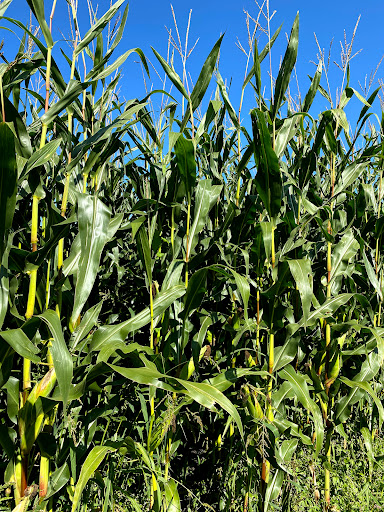 site_photo4