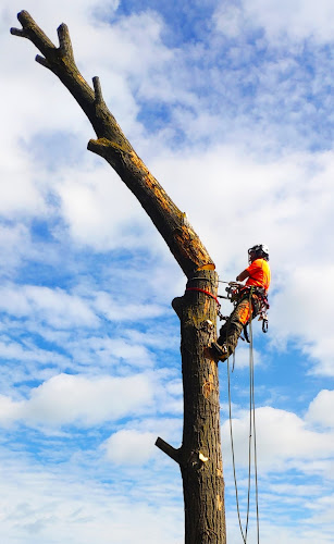 Értékelések erről a helyről: M&B Tree Tech Nagykanizsa, Homokkomárom - Kertészkedő