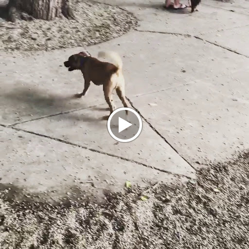 Dog Park «Wiggly Field Dog Friendly Area», reviews and photos, 2645 N Sheffield Ave, Chicago, IL 60614, USA