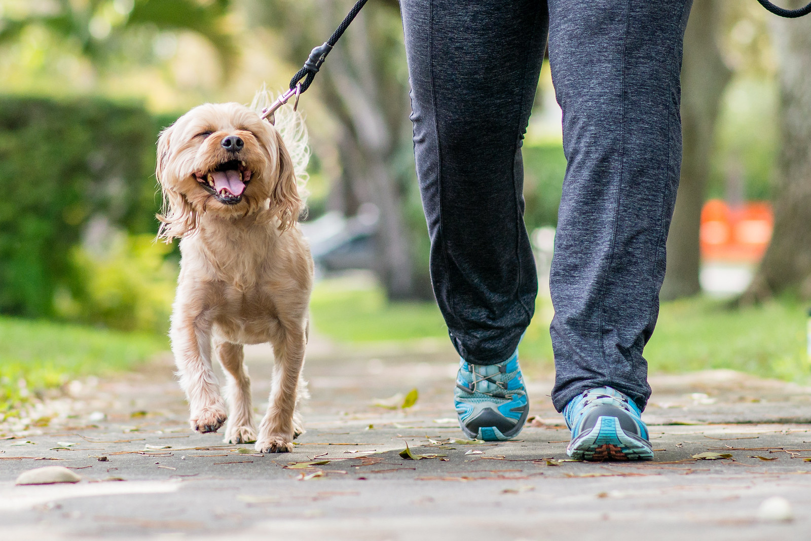 Miami Pet Concierge