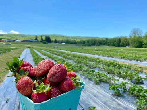 Orchard «Barton Orchards - Noxon Road Store Open Year Round - The Farm is CLOSED for the Season.», reviews and photos, 63 Apple Tree Ln, Poughquag, NY 12570, USA