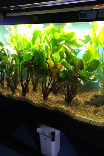 Pet Store «Aquarium», reviews and photos, 6410 Papermill Pl Way, Knoxville, TN 37919, USA