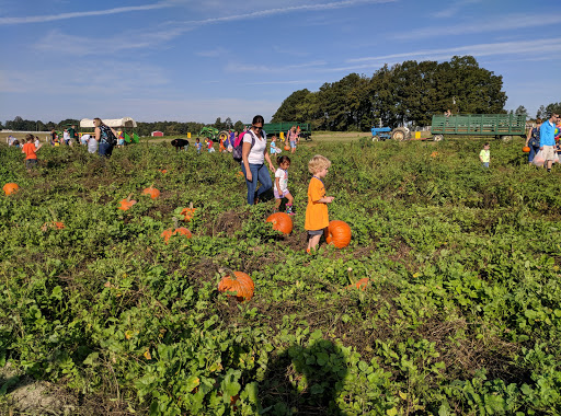 Pick your own farm produce Richmond