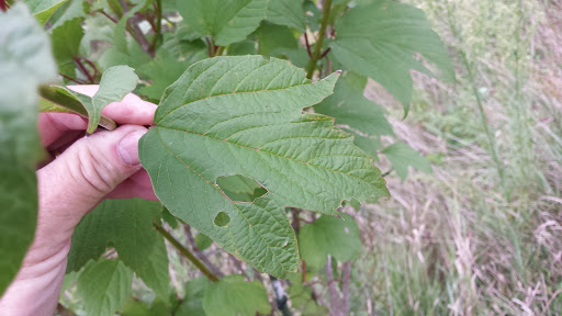Nature Preserve «Pine Bend Bluffs Scientific and Natural Area (SNA)», reviews and photos, 111th St E, Inver Grove Heights, MN 55077, USA