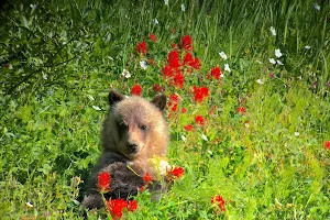 Yellowstone Wild Tours image