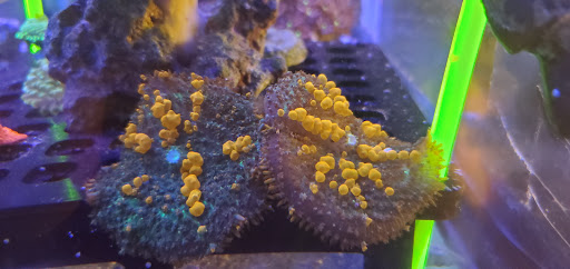 Tropical Fish Store «Glass Aquatics», reviews and photos, 542 W Harwood Rd, Hurst, TX 76054, USA